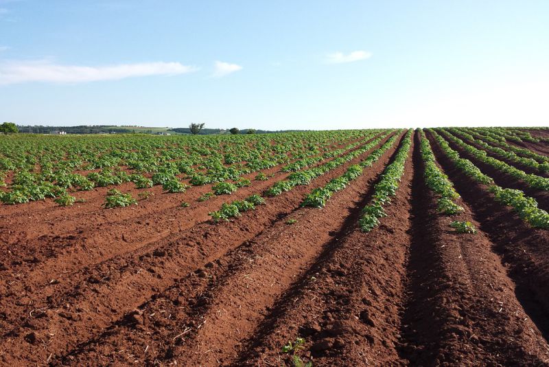 Belarus is the land of potatoes