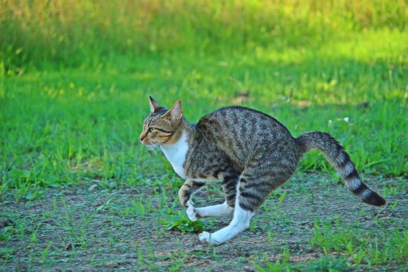 Cats can run up to 30 miles per hour