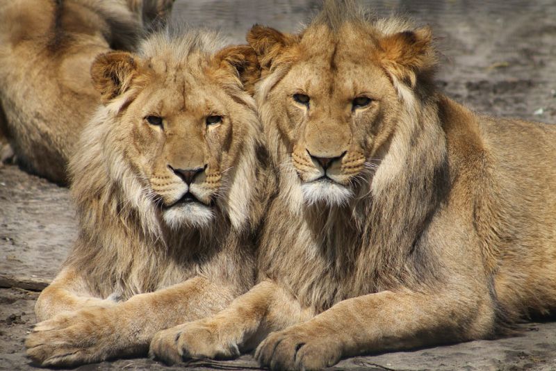 Color Variation in Lions