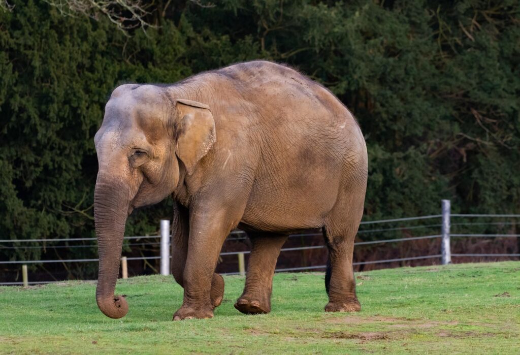 Elephant Families Are Led by Experienced Females