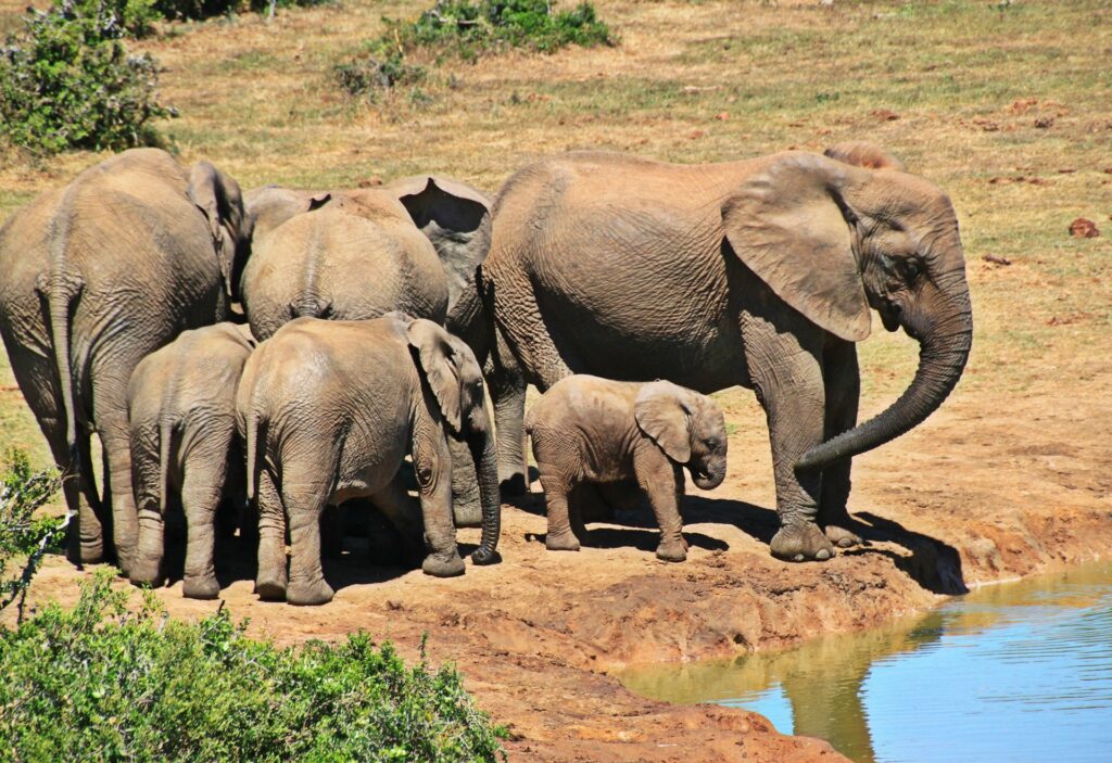 Elephants Are Excellent Communicators