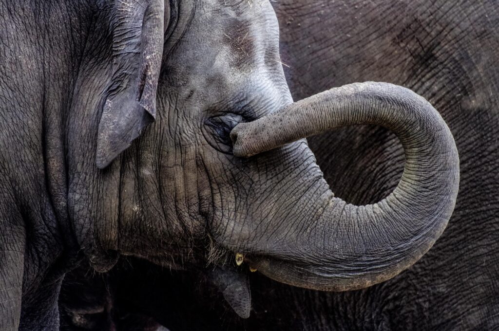 Elephants Are Highly Emotional Animals