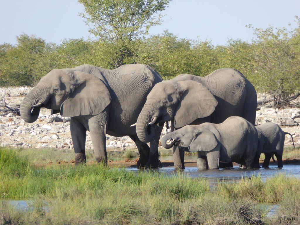 Elephants Have One of the Longest Gestation Periods