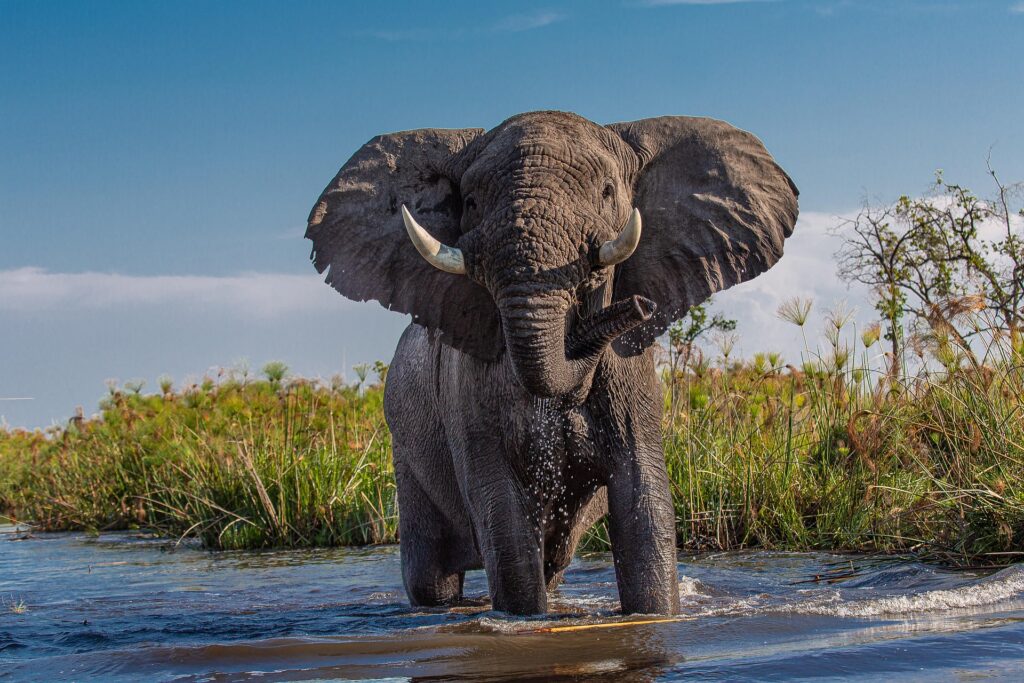 Elephants Have an Incredible Memory