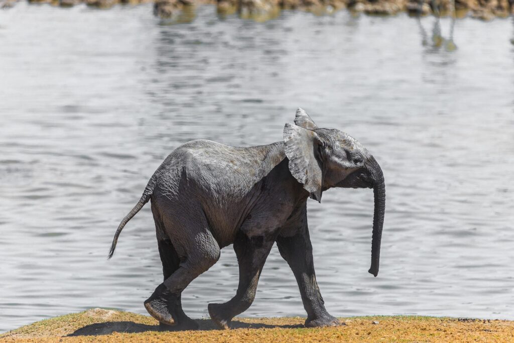 Elephants Love Water and Enjoy Taking Showers