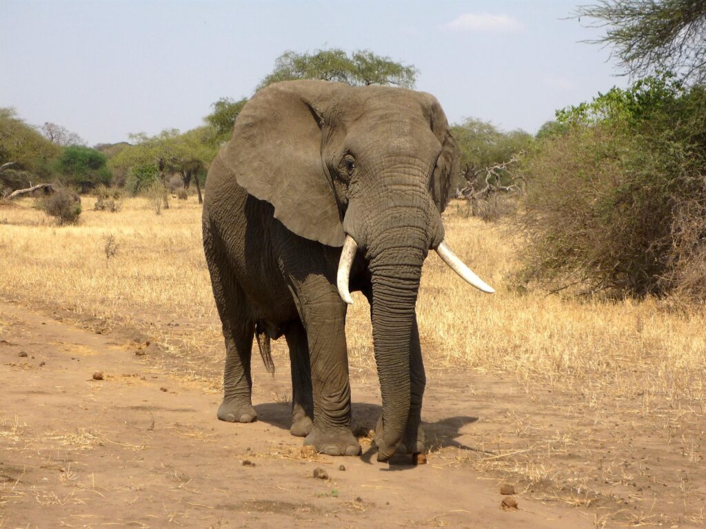 Elephants Sleep Surprisingly Little