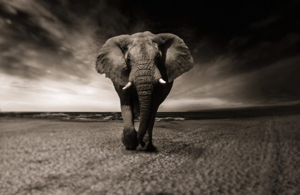 How Long Do Elephants Live -interesting facts about elephants