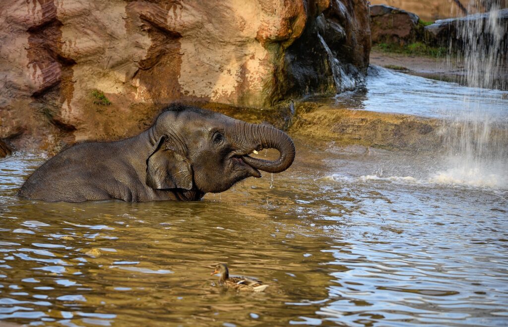 How Much Water Can an Elephant Drink in a Day