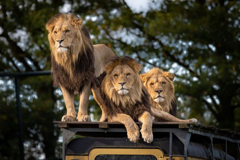 Lions Conservation