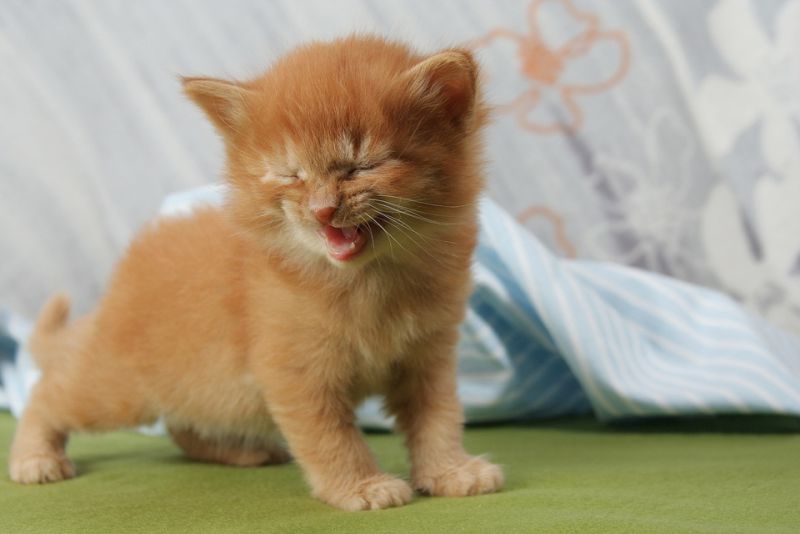 More than Meow! Cats Can Make Over 100 Different Sounds