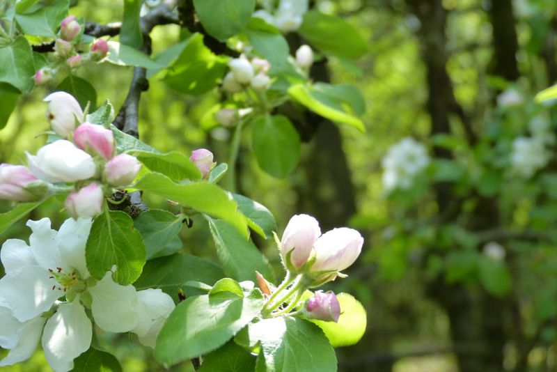 Origin of Apple tree