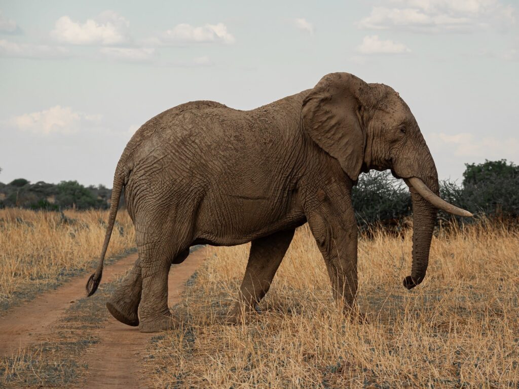 Physical Features: What Makes Elephants Truly Unique