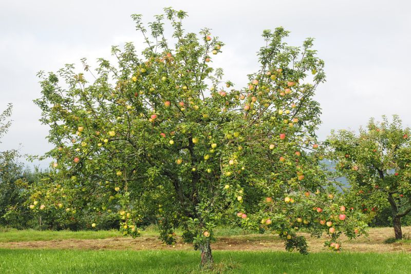 Varieties of apples