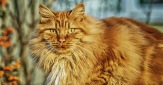 amazing-and-interesting-facts-about-cats