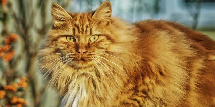 amazing-and-interesting-facts-about-cats