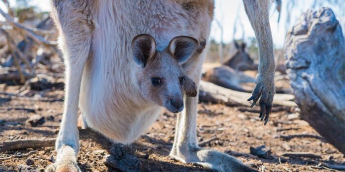 interesting-facts-about-australia