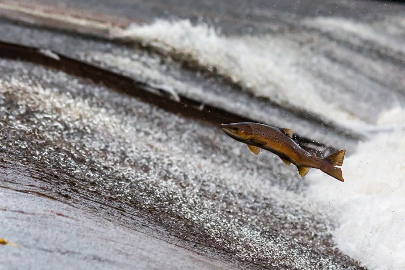 In Kuldīga you can catch flying fish