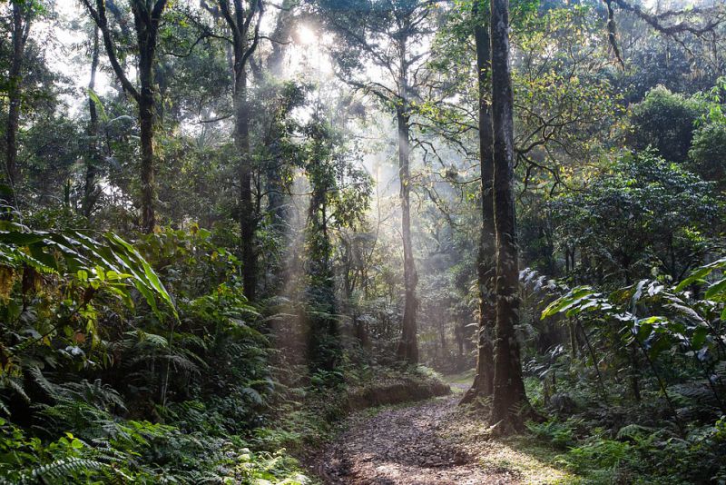 Bosnia has a Rainforest