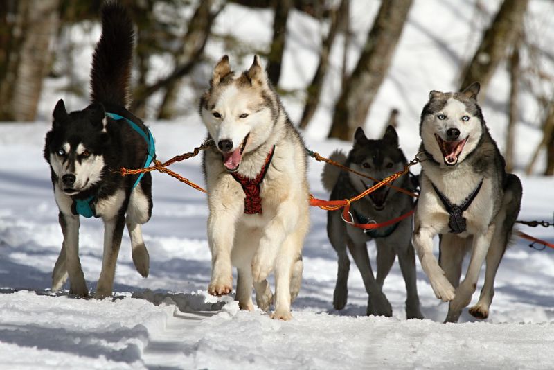 Eastern wolves greatly resemble as Husky dogs