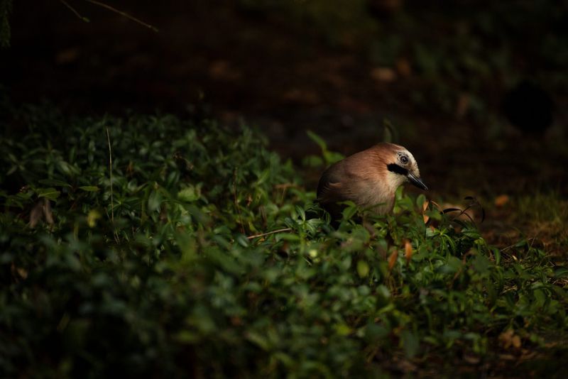 Grounded bird