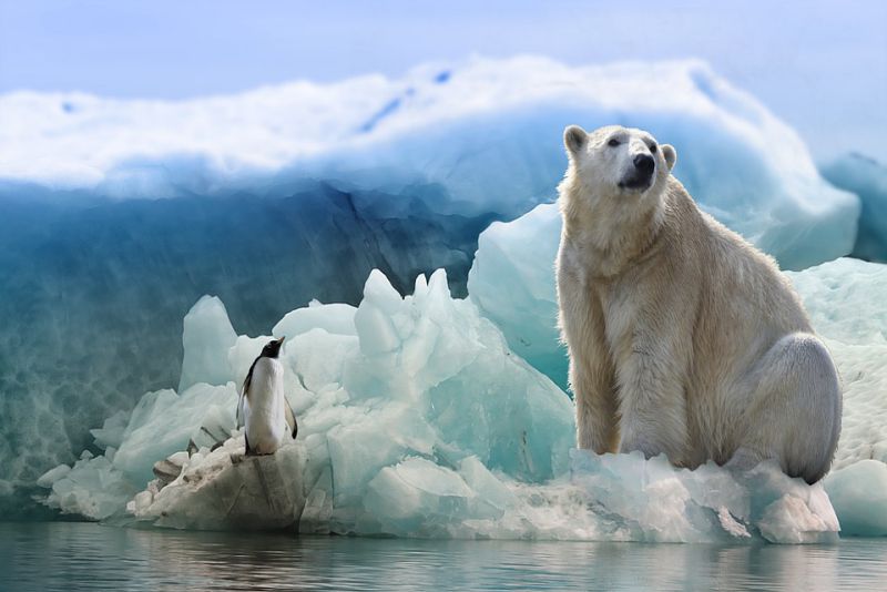Rules for Polar bears