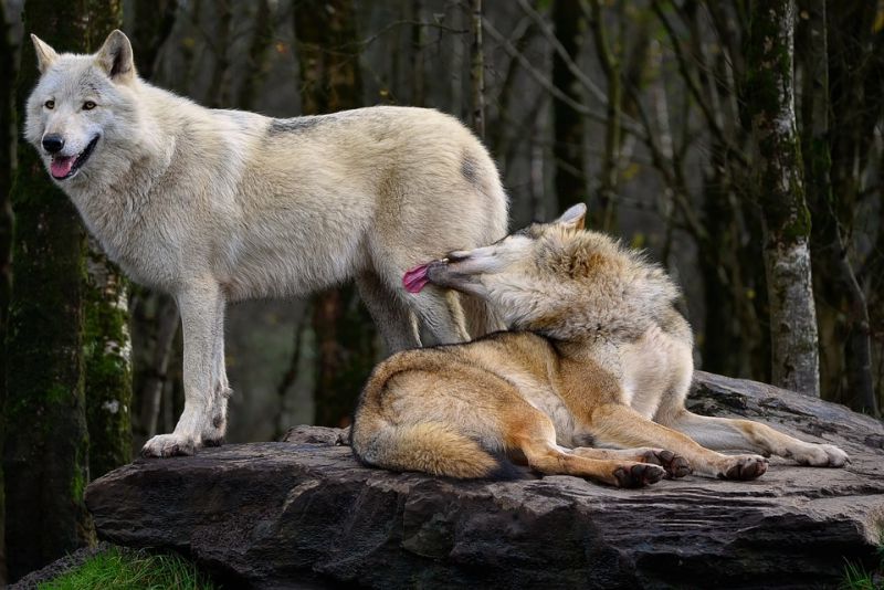 Saliva from a common wolf can heal wounds