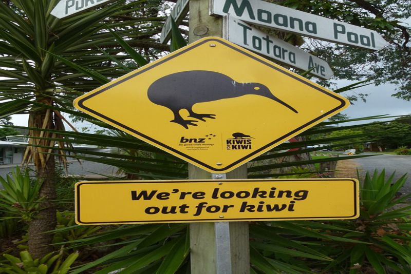 Symbol of Kiwi in New Zealand