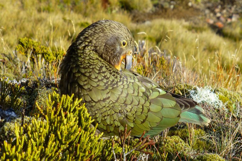 The Native Kea Bird is a Car-wrecker