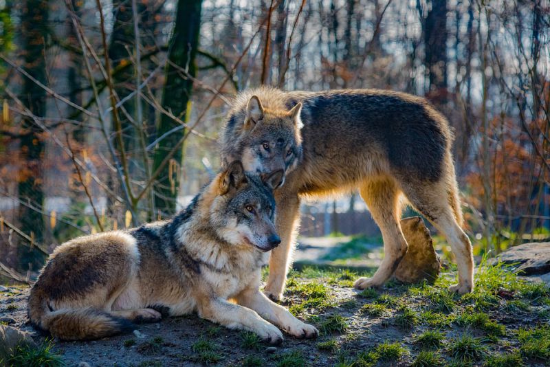 interesting facts about wolves