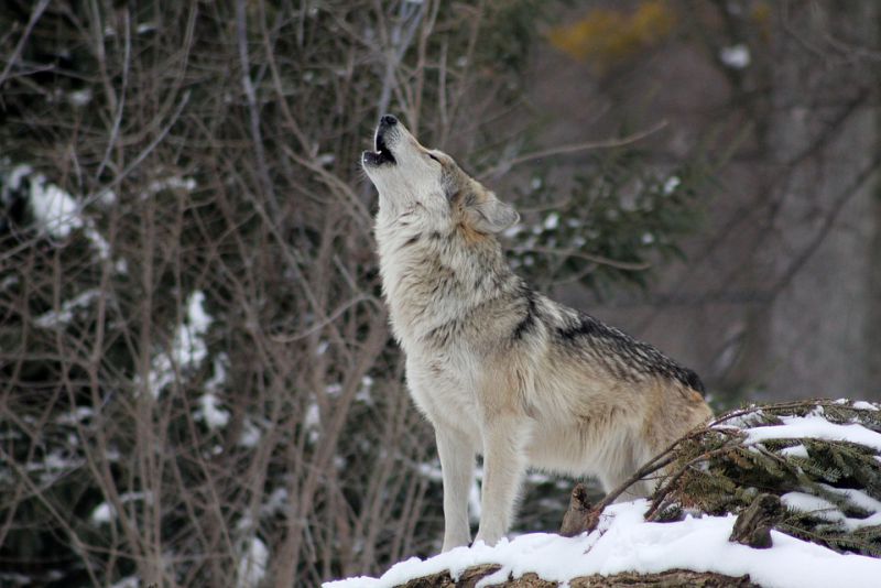 Wolfs howl
