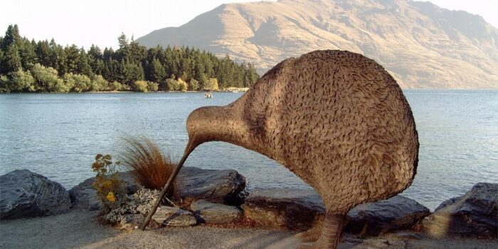 interesting-and-strange-facts-about-kiwi