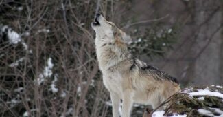 interesting-facts-about-wolf