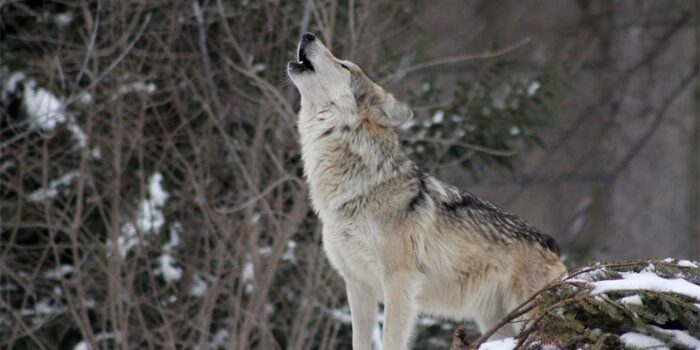 interesting-facts-about-wolf
