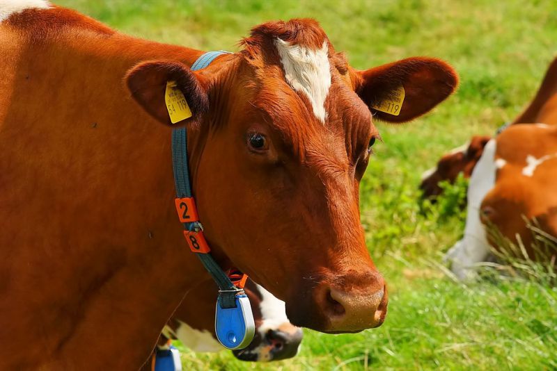 A Cows Sense of Smell Is Superior to Other Animals