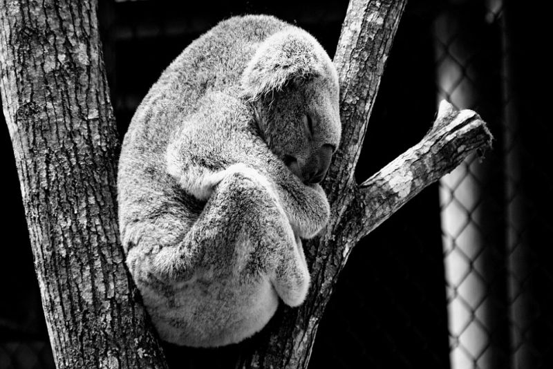 A Koala Sleep 20 Hours a Day