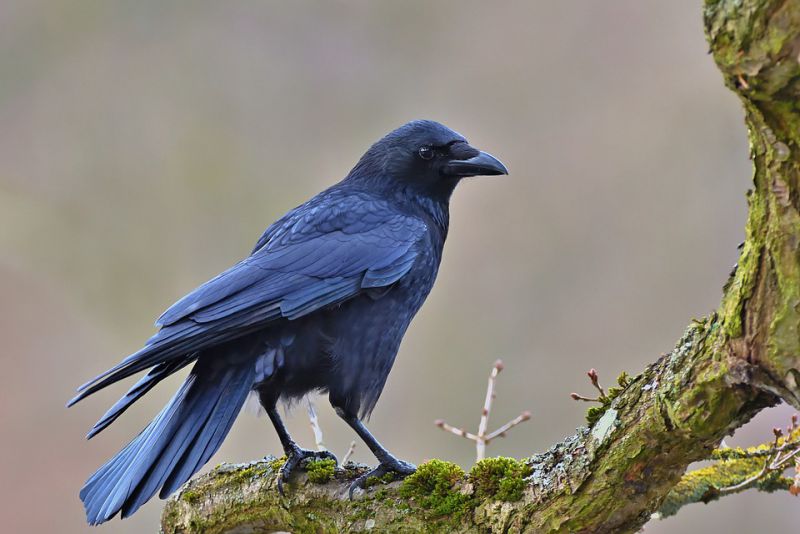 A crow save their food for later use