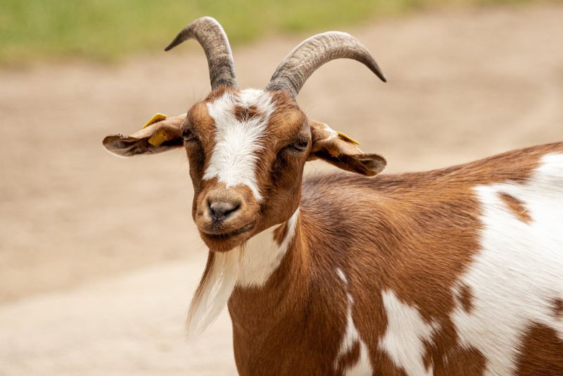 A goat discovered coffee