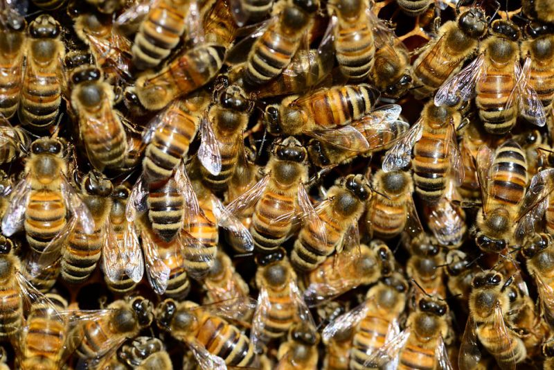 A honeybee produces an amount of honey in its lifespan