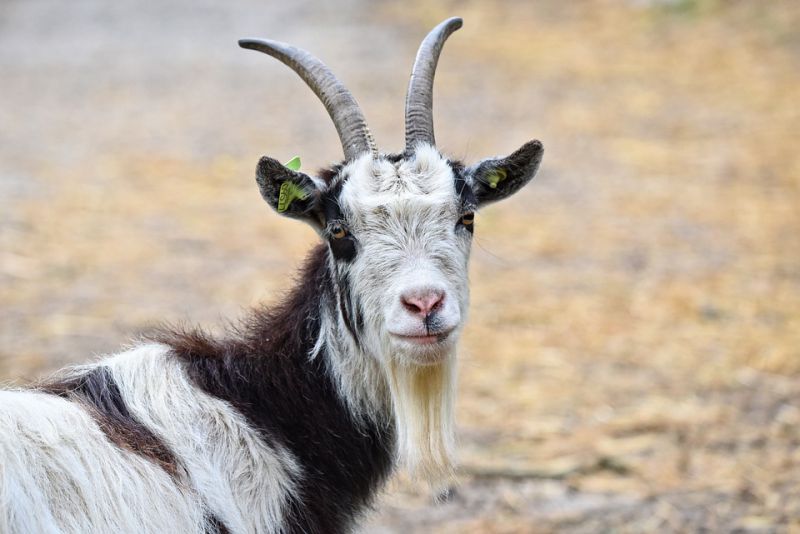 Almost all goats have horns