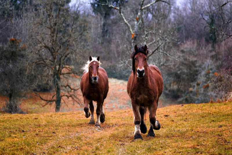 An adult horses brain weighs the same as a small childs brain