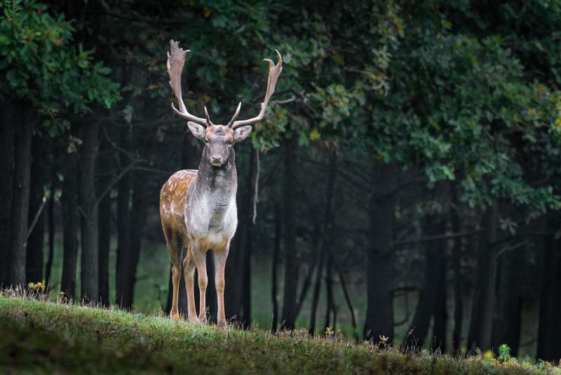 interesting facts about deer