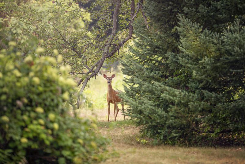 Appearance of deer