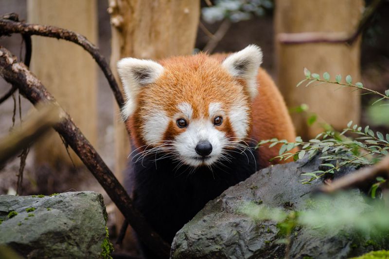 Baby Giant Pandas are born Blind