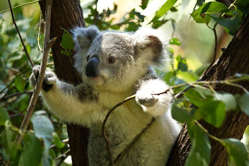 Baby Koalas are too cute