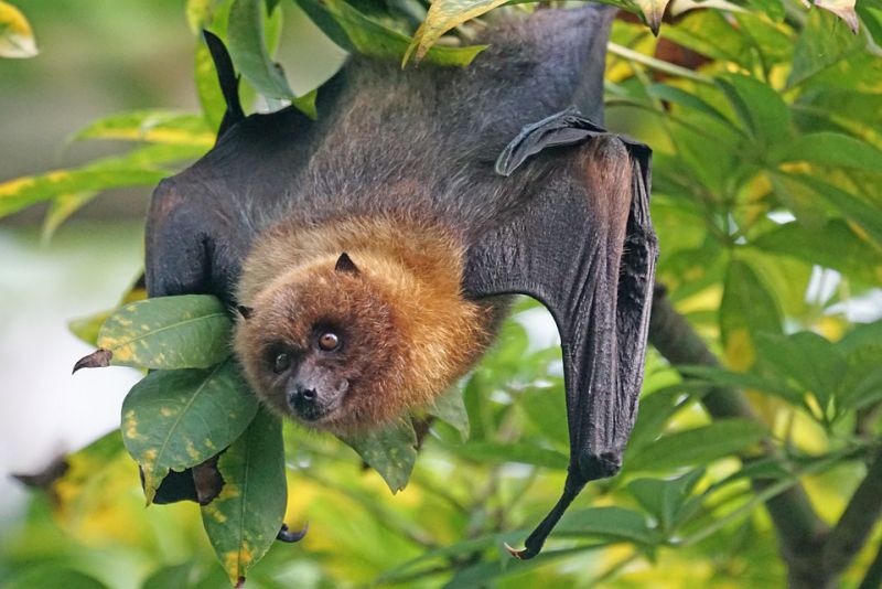 interesting facts about bat
