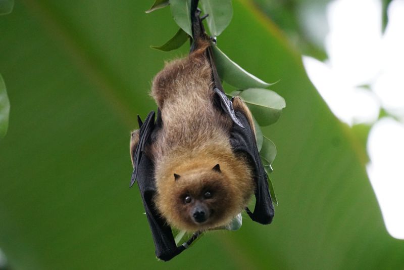 Bats arent blind creatures