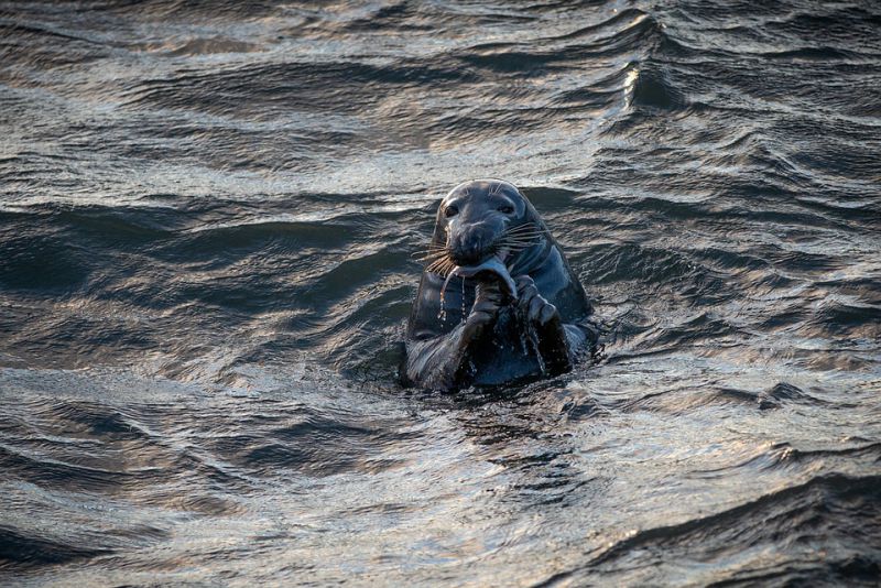 Blood capacity of seal - interesting facts about seal