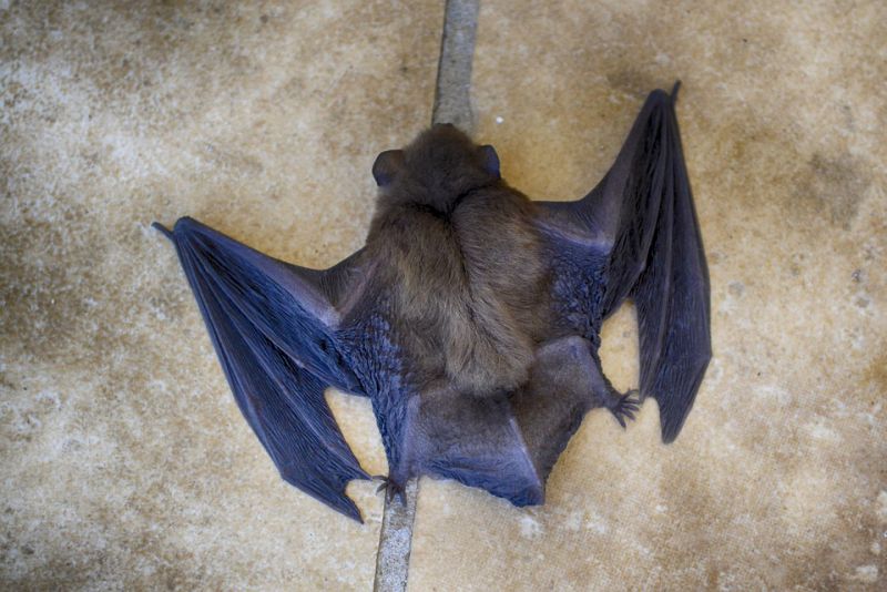 Bumblebee bats live in limestone caves