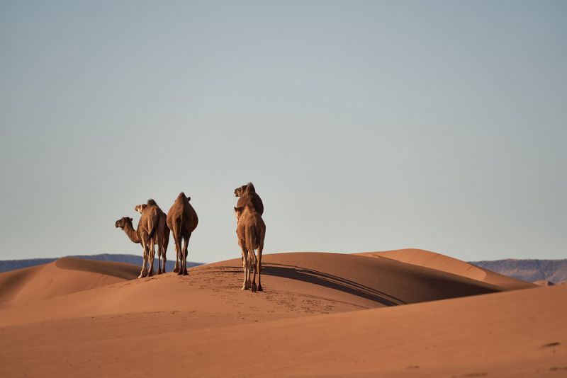 Camel milk is among the healthiest milk in the world