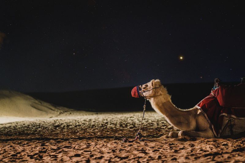 Camels are relatively fast in their movement